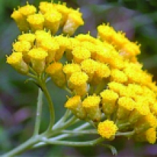 helichrysum-flowers